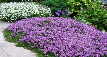 Pěstování a péče o tymián plazivý venku